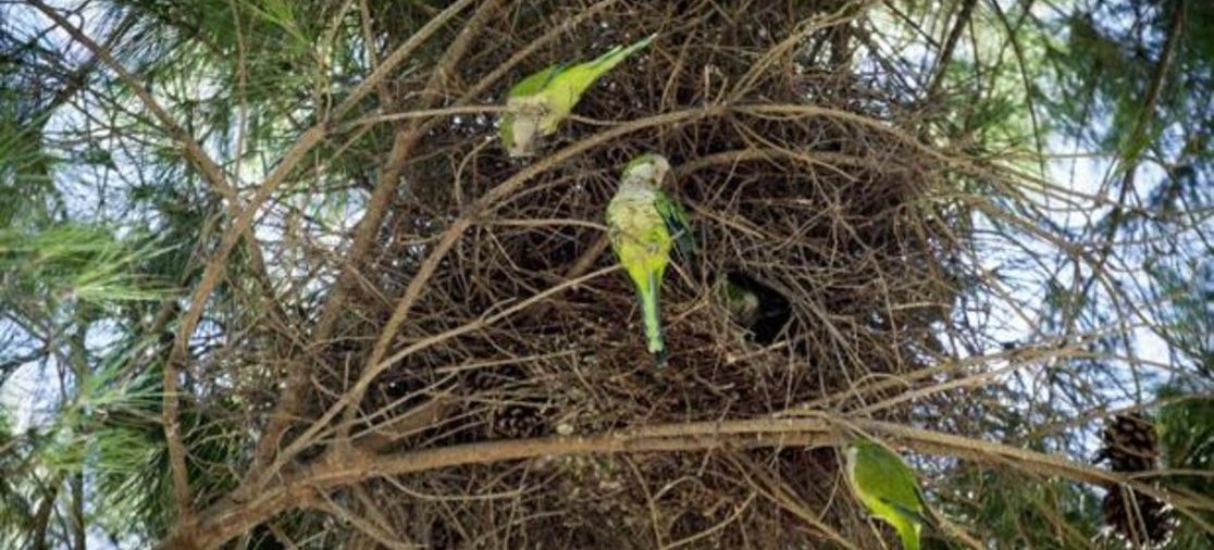 Ecologistas en Acción solicita información sobre la captura de cotorra argentina y paloma torcaz